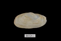 藏品(船形薄殼蛤)的圖片